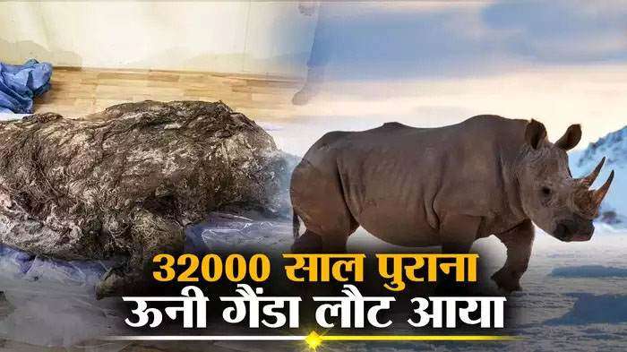 प्राचीन ऊनी गैंडे का शव मिला, 32000 साल पहले मरे जानवर को देख वैज्ञानिक हैरान, ऐसा लगा जैसे अभी जिंदा है